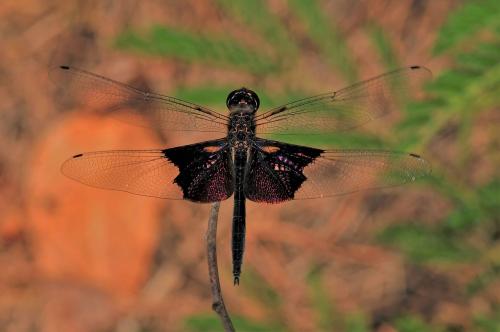 Rhyothemis semihyalina